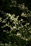 Artemisia lactiflora Guizhou Group RCP7-09 070.jpg